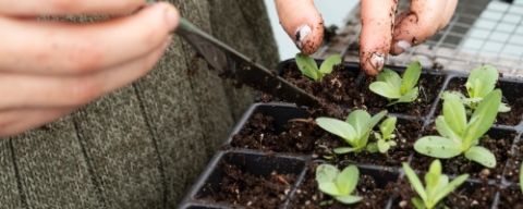 Hurá, sezóna je tu! Predpestujte si svoju úrodu.