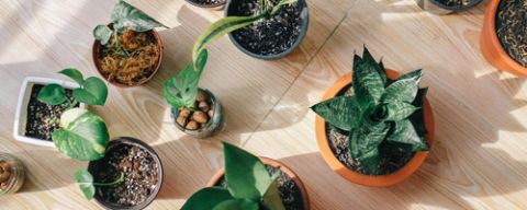 Ako a kedy presádzať izbové rastliny