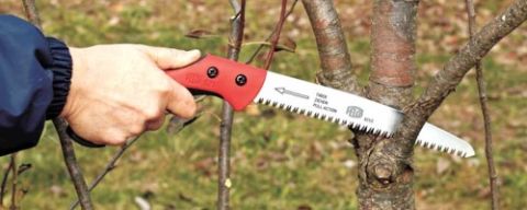 Každý druh dreviny vyžaduje strih v inom období. Máte prehľad?
