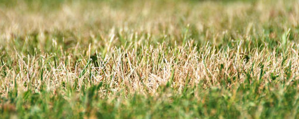 Obnovte svoj trávnik po náročnom lete