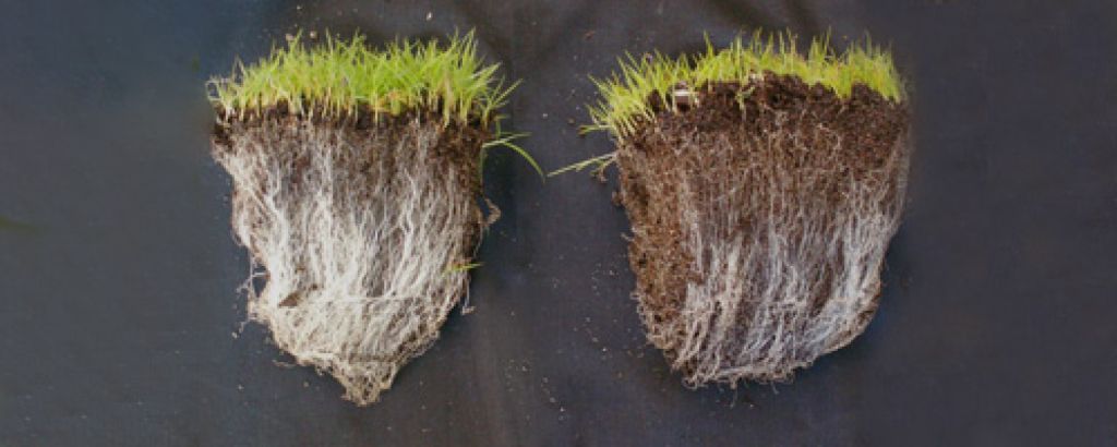 Zelenší a odolnejší trávnik vďaka mykorhíznym hubám