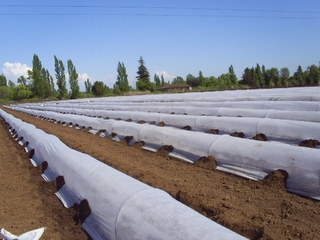 Netkaná zakrývacia textília 19 g 1,6 x 100 m biela rolka